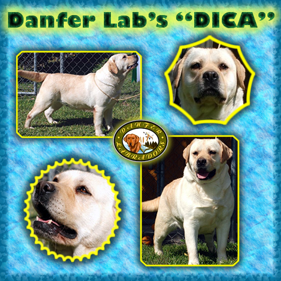 Danfer Labs DICA